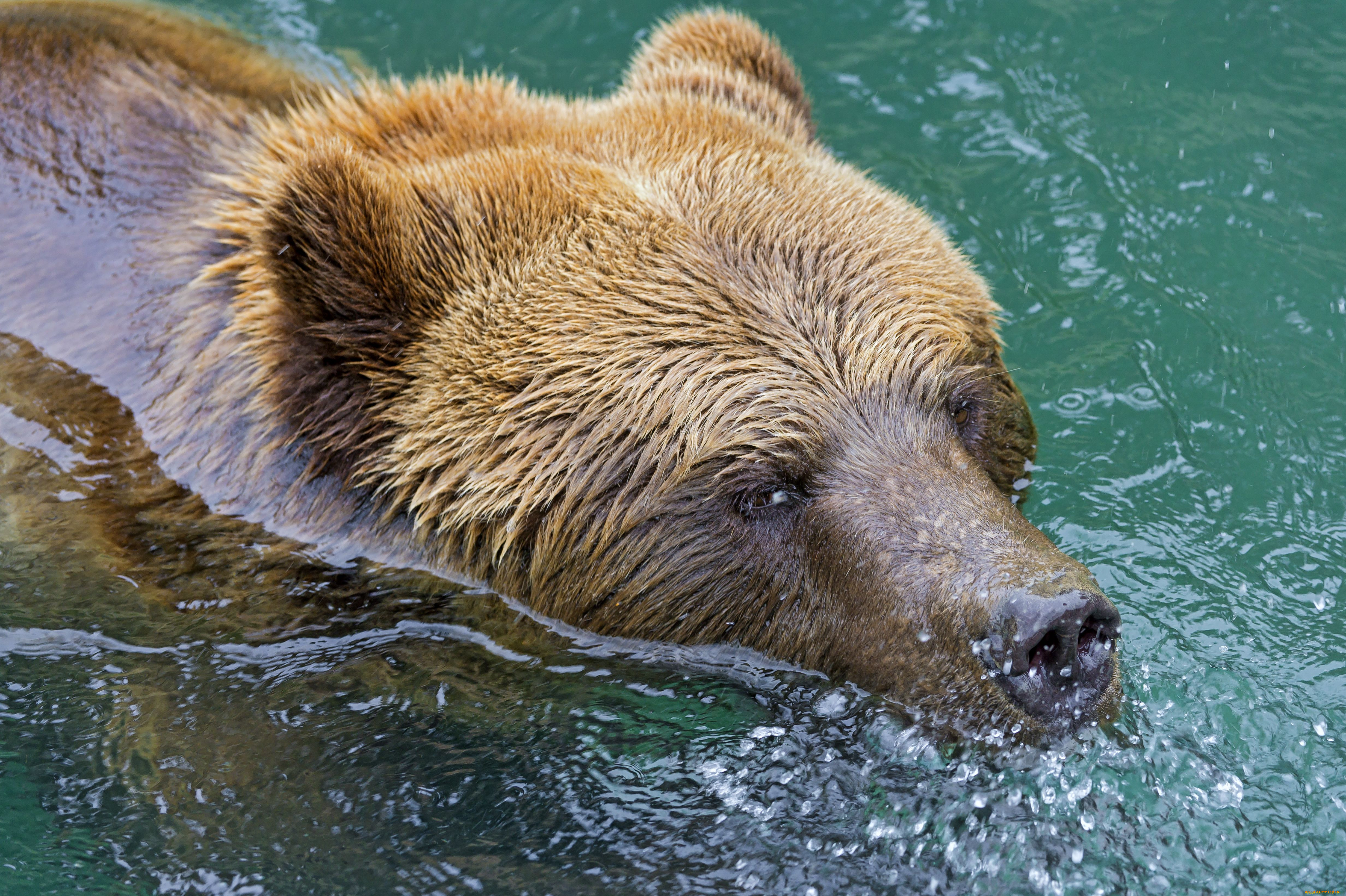 Медведь купается. Бурый медведь. Бурый медведь в воде. Бурый медведь плавает. Медведь плывет.
